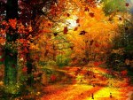 Autumn forest