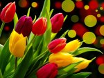 Colorful tulips