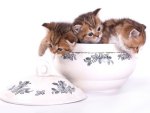 Kittens Inside The Bowl
