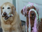 SILLY STRING MADNESS