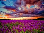 Purple field