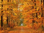 Down The Autumn Trail