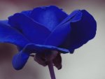 Blue Rose