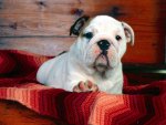 Bulldog puppy