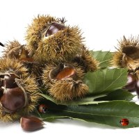 Chestnuts
