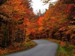 Autumn road