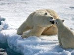 Bear Mothers Love