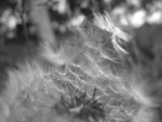 Taraxacum officinale