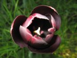 Tulip