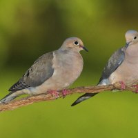 Mourning  Doves