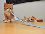 Lovely kitten circus performances