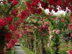rose arch