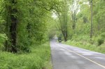 Tree Lined Empty Road