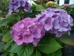 Hydrangea