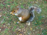 London Squirrel