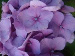 Hydrangea Bloom
