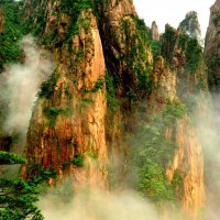 MOUNTAIN PLANTS in FOG