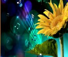MUSICAL SUNFLOWER