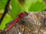 Red Dragonfly