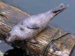 Sunbathing seal