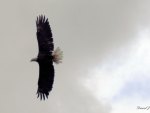 Soaring Eagle