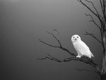 snow owl