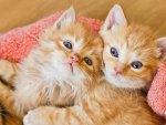 ginger kittens
