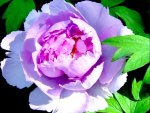 Peony Flower