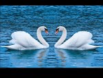 Two swans
