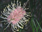 Grevillea