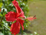 A Hibiscus.