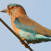 Indian Roller
