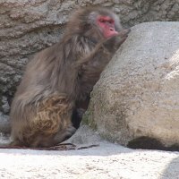 Some Monkey Business for Puppydawg :D