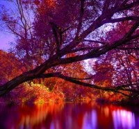 AUTUMN FOREST RIVER
