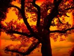 â™¥    ====~áƒ¦ Golden October Tree áƒ¦~====    â™¥