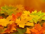 Autumn Leaves
