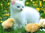CATS AND CHICKS