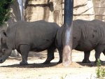 Rhino Pals Sharing the Shade