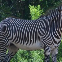 Daydreaming Zebra - Larger View