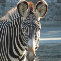 GREVY'S ZEBRA