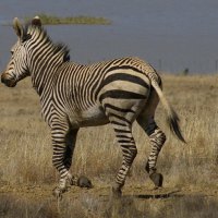 HARTMANN'S MOUNTAIN ZEBRA