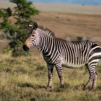 CAPE MOUNTAIN ZEBRA