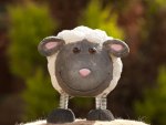 Tala, the smiling sheep :)