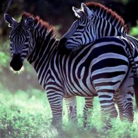BURCHELL'S ZEBRA