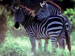BURCHELL'S ZEBRA