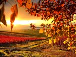 VINEYARD in AUTUMN