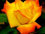 A Beautiful Rose For Beautiful Friends On DN