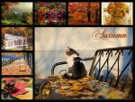 Autumn collage