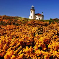 WILDFLOWERS &  LIGHTHOUSE