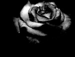 Grey rose